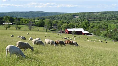 Sitemap - Farm Sanctuary