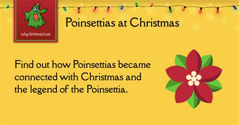 The History of Poinsettias at Christmas - WhyChristmas.com