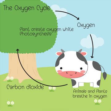 Oxygen Cycle Images – Browse 44,349 Stock Photos, Vectors, and Video | Adobe Stock