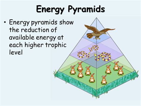 Food Webs. Energy Flow in Ecosystems - Presentation Biology