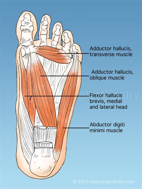 Medial Muscles And Bones Of The Foot Sole Labeled Human Anatomy Diagram Stock Photo Download ...