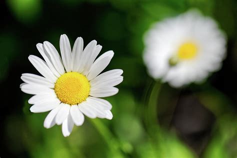 Alpine Flowers Photograph by Todd Klassy - Fine Art America