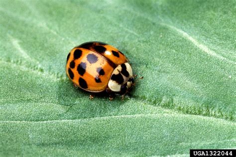 multicolored Asian lady beetle (Harmonia axyridis)