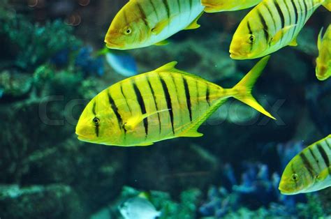 Yellow and black striped fish in salwater aquarium | Stock image ...