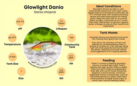 20 Types Of Danio (And How To Keep Them Happy)