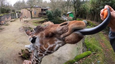 How Giraffes Use Their Super Long Black Tongues