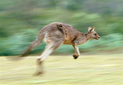 hopping - Animal Stock Photos - Kimballstock