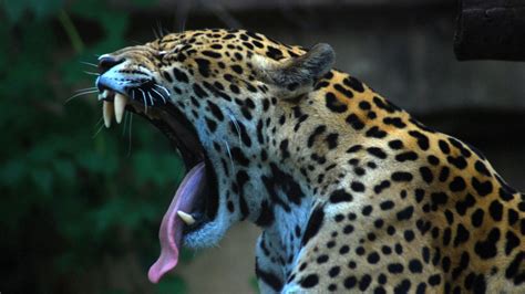 Download wallpaper 1366x768 jaguar, teeth, tongue, spotted tablet ...