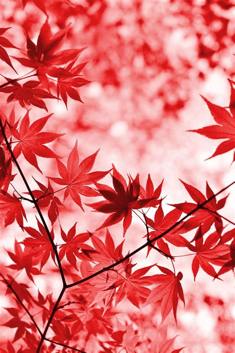 Maple red leaves tree foliage leaf | Fall wallpaper, Autumn leaves wallpaper, Wallpaper backgrounds