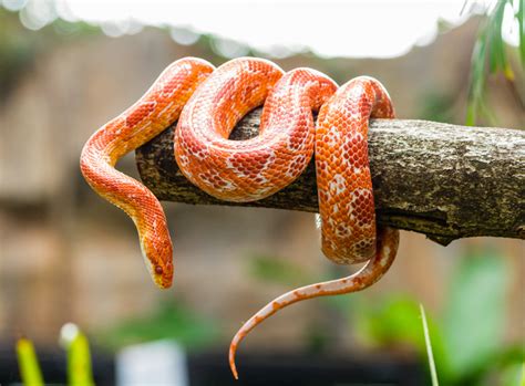 Corn Snakes: What They Eat, How Big They Get & More