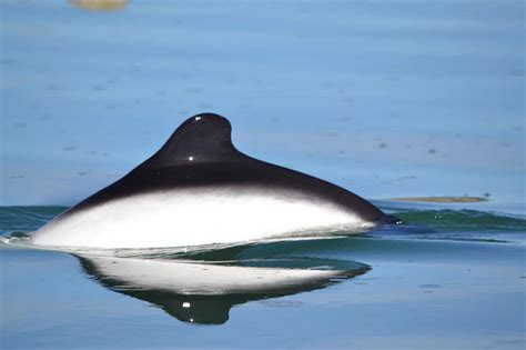 Commerson's dolphin - Whale & Dolphin Conservation USA