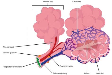 11.3 Circulatory and Respiratory Systems – Concepts of Biology – 1st Canadian Edition