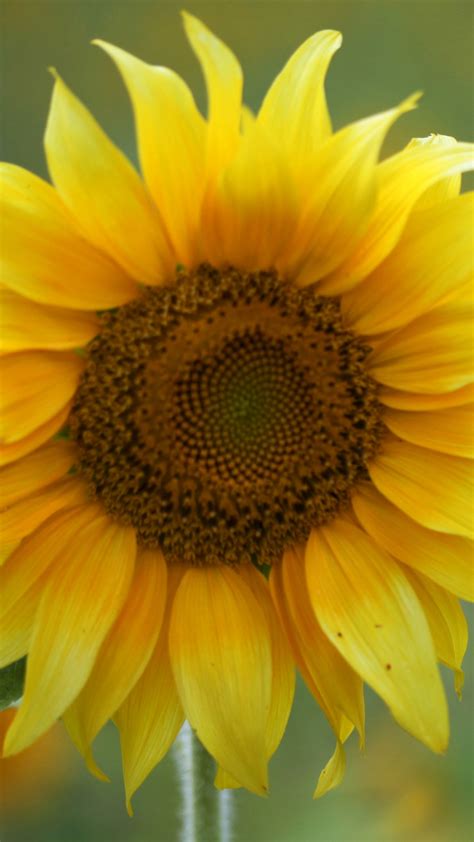 18+ Ipad Wallpaper Sunflower Pictures