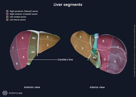 Liver | Encyclopedia | Anatomy.app | Learn anatomy | 3D models ...