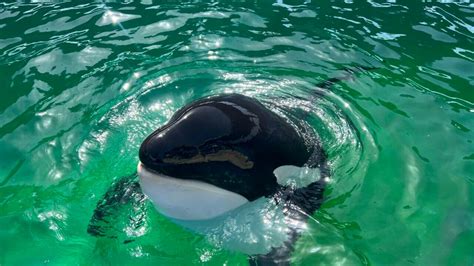 Tokitae the Orca Has Passed Away - The Whale Sanctuary Project | Back ...