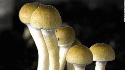 psychedelic-mushrooms - StartupTipsDaily