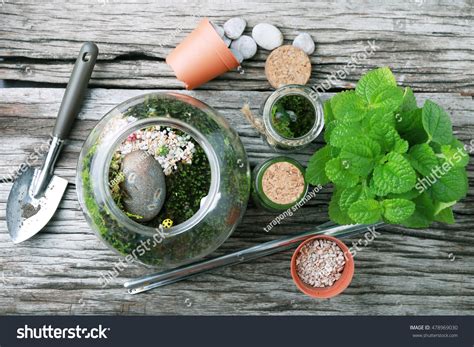 Terrarium Miniature Succulent Plants Stock Photo 478969030 | Shutterstock