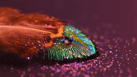 HD wallpaper: multicolored peacock feather, macro photography of peacock feather | Wallpaper Flare