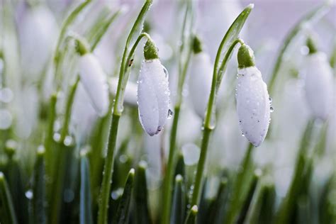 Early Spring Rain Wallpapers - Wallpaper Cave