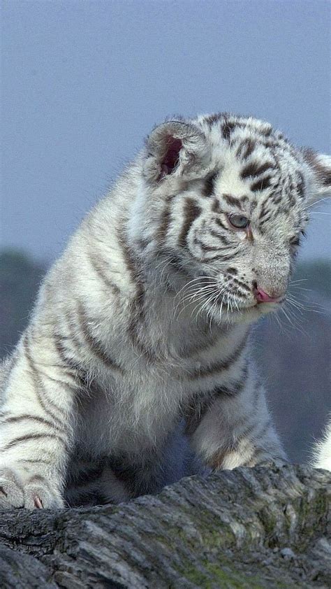 Cute Baby Tiger And White Baby Lion, cute baby tiger, tiger and lion ...