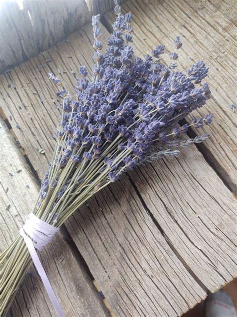 Lavender seeds 50 seeds | Etsy