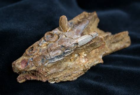 Fossil Crocodile Maxilla (jaw) - Cretaceous For Sale (#1361 ...