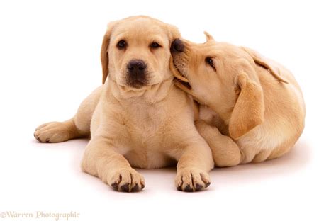 Dogs: Cute Labrador puppies photo WP00839