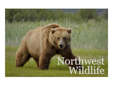 Wildlife photos from the Pacific Northwest | Wildlife photos, Wildlife, North west