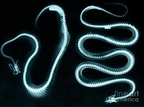 Snake Skeletons X-ray Photograph by Science Source - Pixels