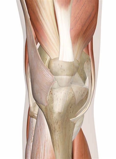 Muscles of the Knee - Anatomy Pictures and Information