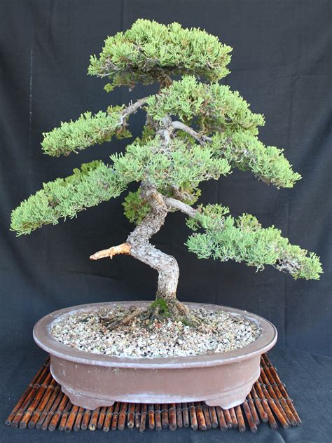 Juniper Bonsai | kuromatsubonsai.com