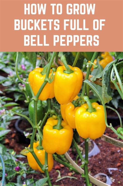 How To Germinate Pepper Seeds - Cool Product Assessments, Promotions, and acquiring Recommendations