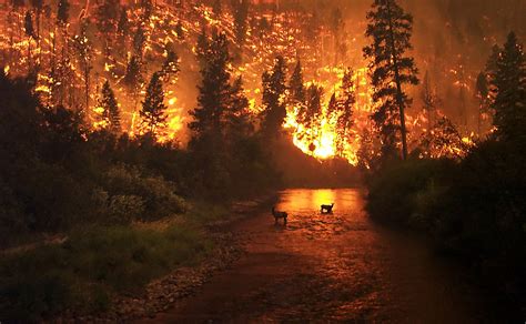 Wildfire - Simple English Wikipedia, the free encyclopedia