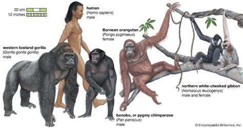 Primate | Definition, Species, Characteristics, Classification, Distribution, & Facts | Britannica