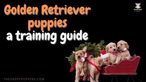 Golden retriever puppies complete training guide - The Happy Puppers