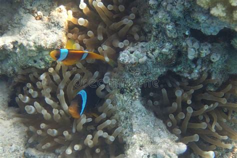 Clown fish in coral reef stock photo. Image of color - 135675810