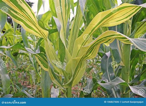 Corn Smut Disease On A Corn Plant Stock Photography | CartoonDealer.com ...