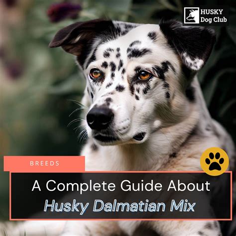 Husky Dalmatian Mix: A Complete Guide To The Dalmatian Husky Dog