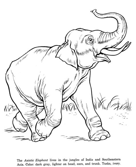 Gambar Animal Drawings Coloring Pages Asian Elephant Drawing Page ...