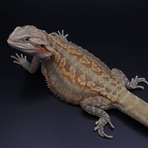 12 Types Of Bearded Dragons Morphs | Pets Nurturing