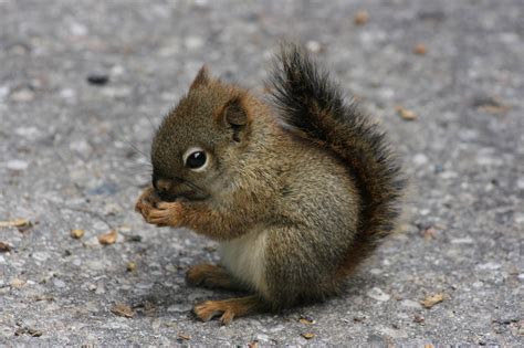 2160x1440 resolution | baby squirrel eating nut on pavement HD ...