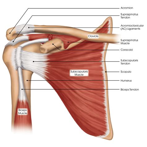 Rotator cuff tears become more common as we age - Steven Chudik MD