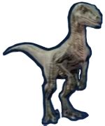 Velociraptor/JW: E | Jurassic Park Wiki | Fandom