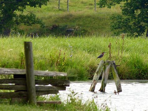 McCormick's Mills — Birding Virginia