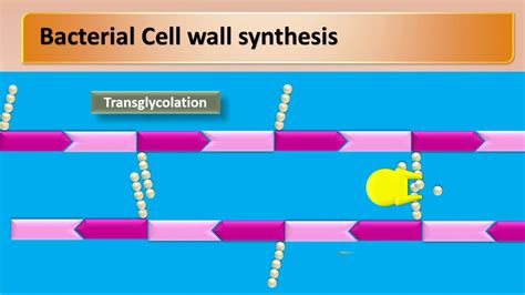 mechanism of action of penicillin - YouTube