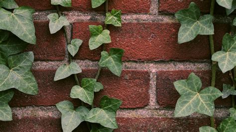 Wallpaper ivy, plant, wall, brick hd, picture, image