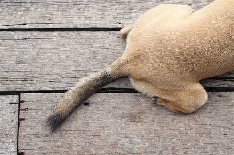 Happy Tail Syndrome: What Is It And Should You Be Concerned?