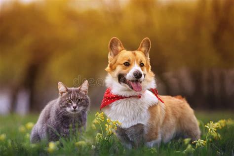 Cute Fluffy Friends a Corgi Dog and a Tabby Cat Sit Together in a Sunny ...