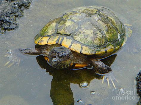 Japanese Pond Turtle Photograph by Yvonne Johnstone