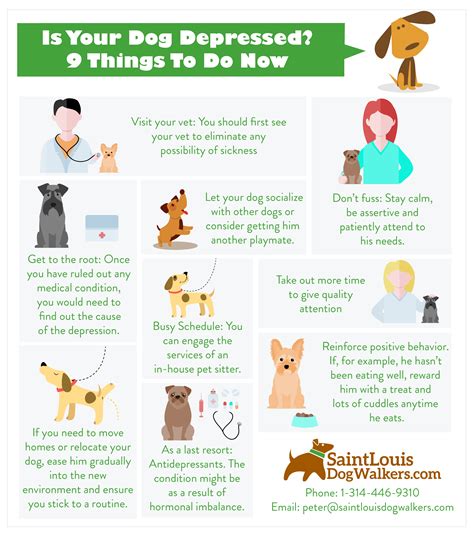 Is Your Dog Depressed? 8 Things to Do Now - Saint Louis Dog Walkers